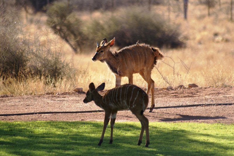 Na (1229).JPG - Lechwe   